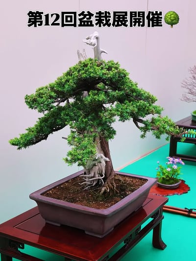 第12回掛川花鳥園盆栽展