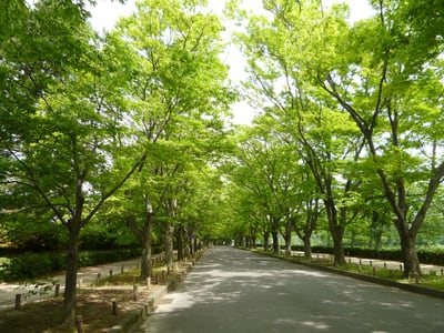 開庁記念日無料開園