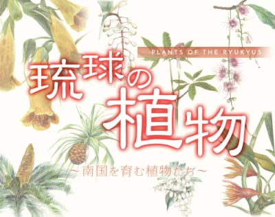 講演会「琉球の文化を植物科学から探る」