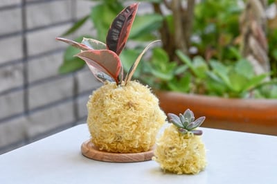 観葉植物の毛糸玉づくり