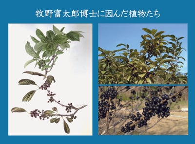 企画展「牧野富太郎に因んだ植物たち」