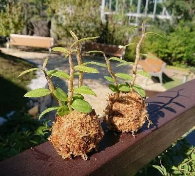 ワークショップ「デンドロビウムのコケ玉づくり」