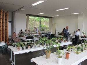古典植物と山野草展