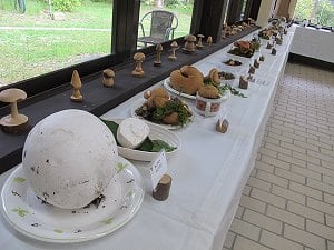森のキノコ展
