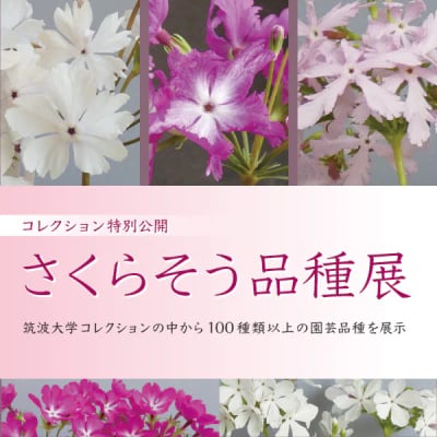 コレクション特別公開「さくらそう品種展」
