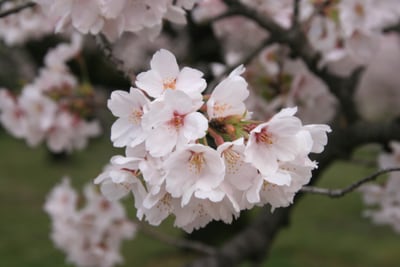 桜散歩