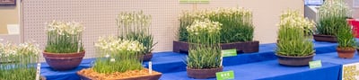 第52回市花さぎ草栽培展