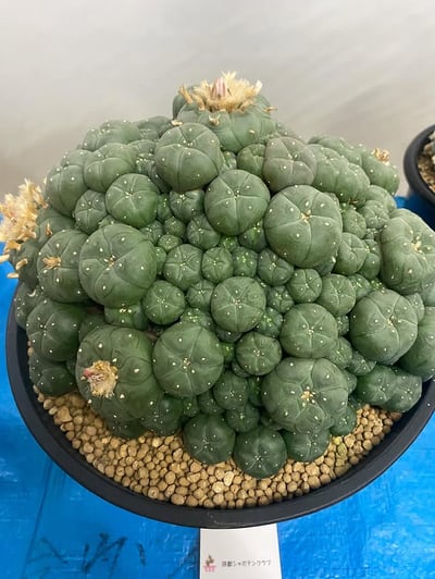 7月例会