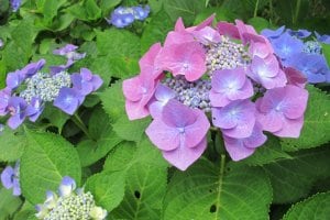 アジサイの育て方教室