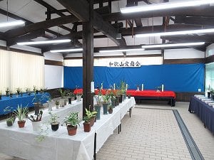 春蘭・寒蘭 新芽と柄物展