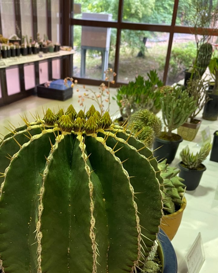 魅力あふれるサボテン・多肉植物展