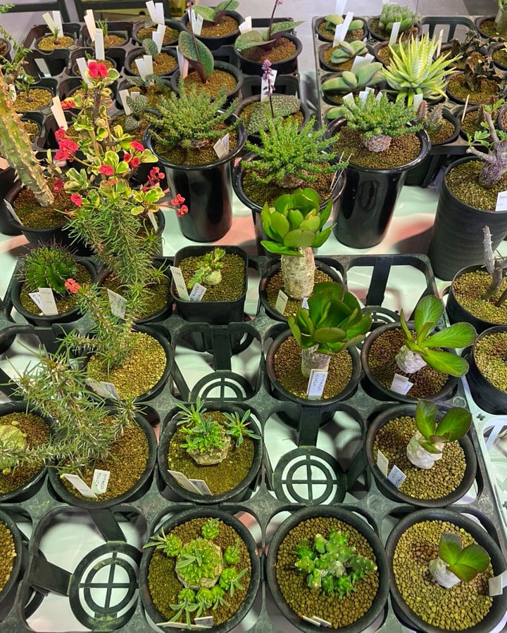魅力あふれるサボテン・多肉植物展