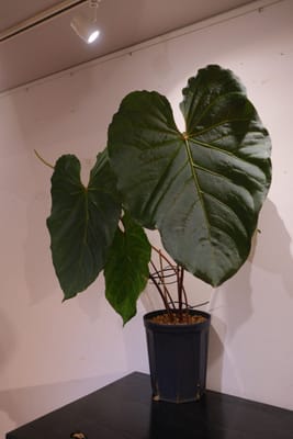 行ってきましたレポの写真 2