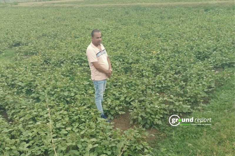 MP’s Digital Girdawari to Inspect Agricultural Land Records Miscounts Major Crops; the Problem Runs at Every Stage