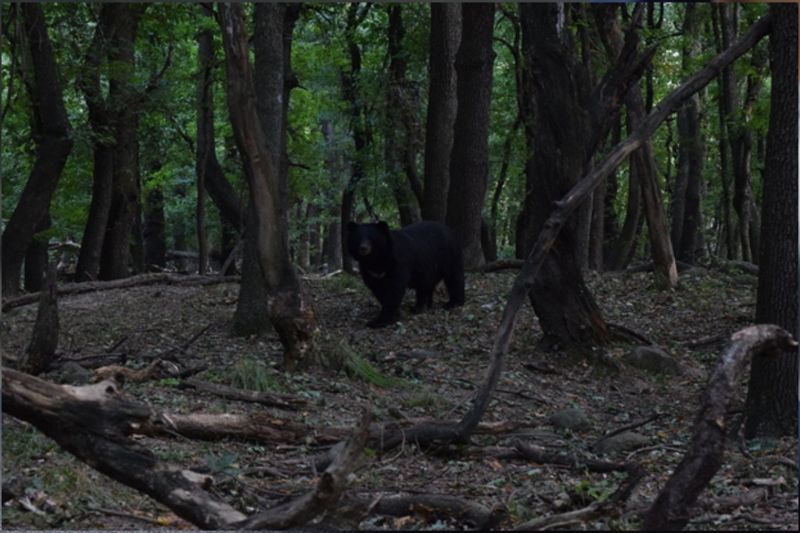 Kashmir’s Bear Attacks During Harvest. What is Drawing Them in