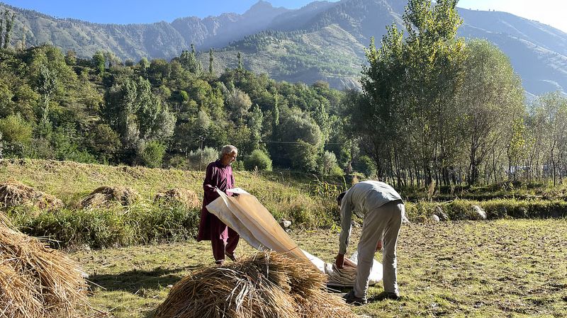 Harud: When Autumn Turns Kashmir’s Fields to Gold