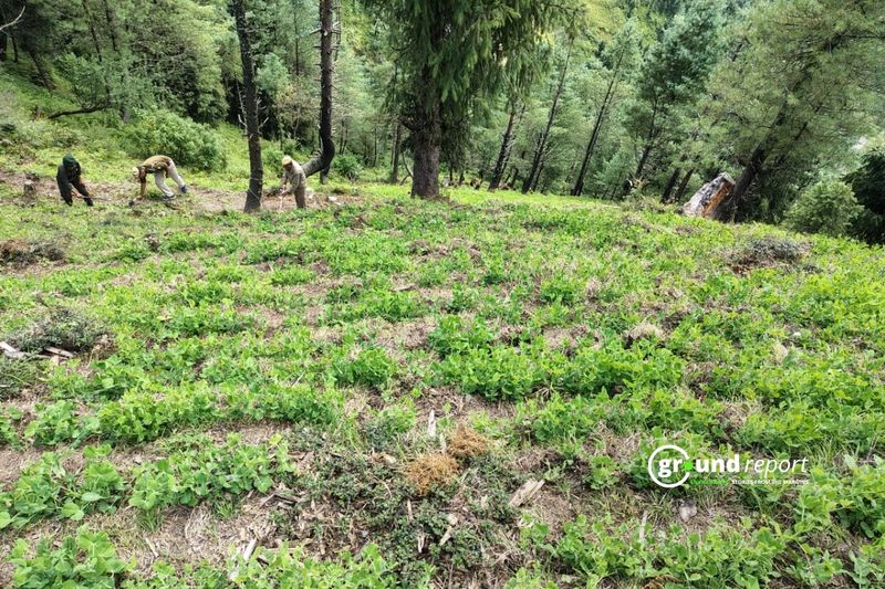 Himachal Glyphosate Row Puts Spotlight on Herbicide Use Across India