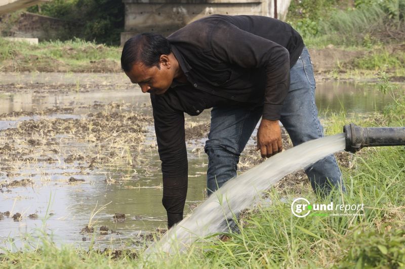 How is the delayed monsoon impacting Madhya Pradesh’s paddy farmers?