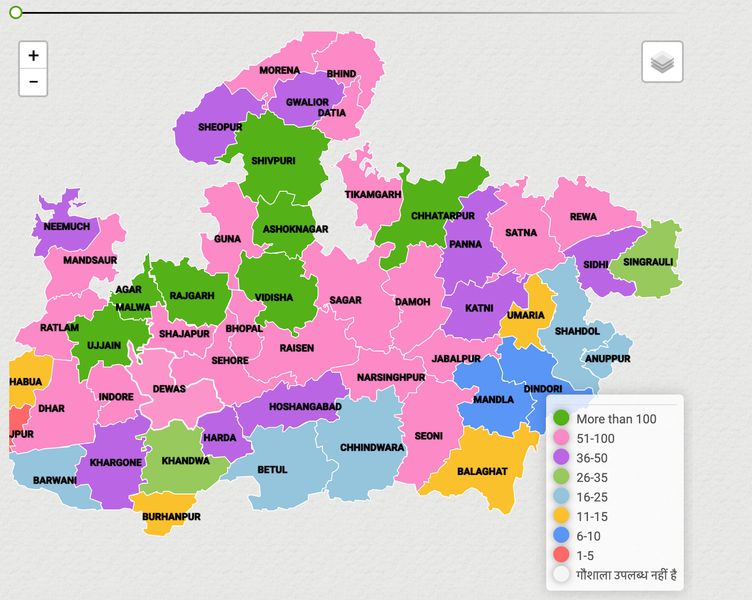 मध्य प्रदेश की सड़कों पर अब भी क्यों घूम रहे हैं मवेशी?