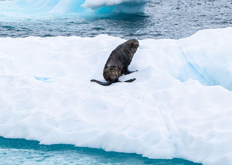 China and the race to fish a tiny animal with a vast climate role