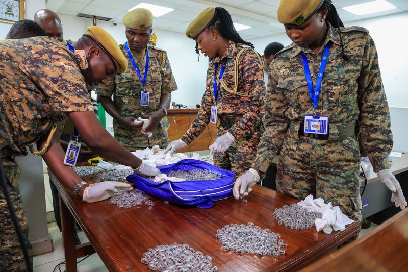 Demand for pet ants fuels Kenya’s illegal trade