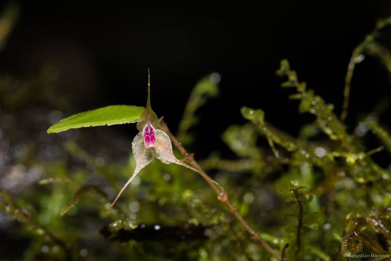 COP17: Can countries break deadlock on sharing benefits from nature’s digital data?