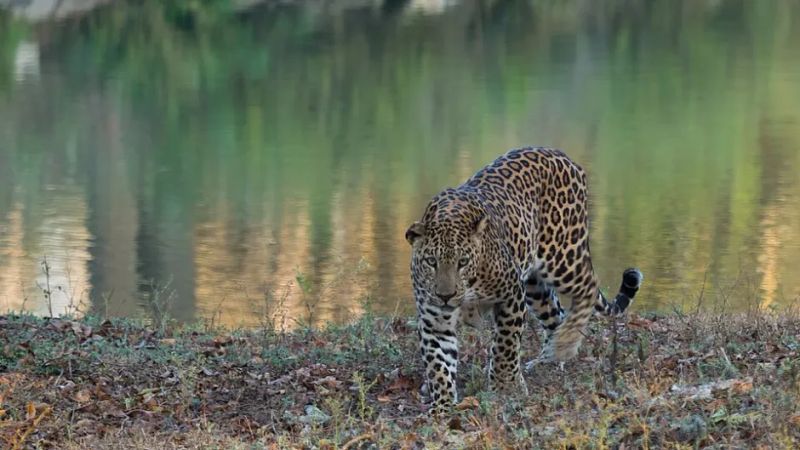 Leopards in the Dryland: A New Study Maps the Wildlife of Karnataka’s Bagalkote Forests