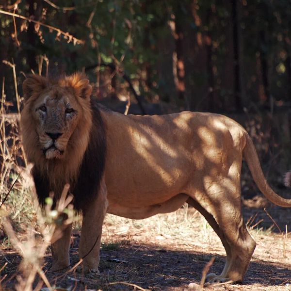 Babesia in Gir, CDV in Kanha: India’s Big Cats Are Facing Disease on Two Fronts