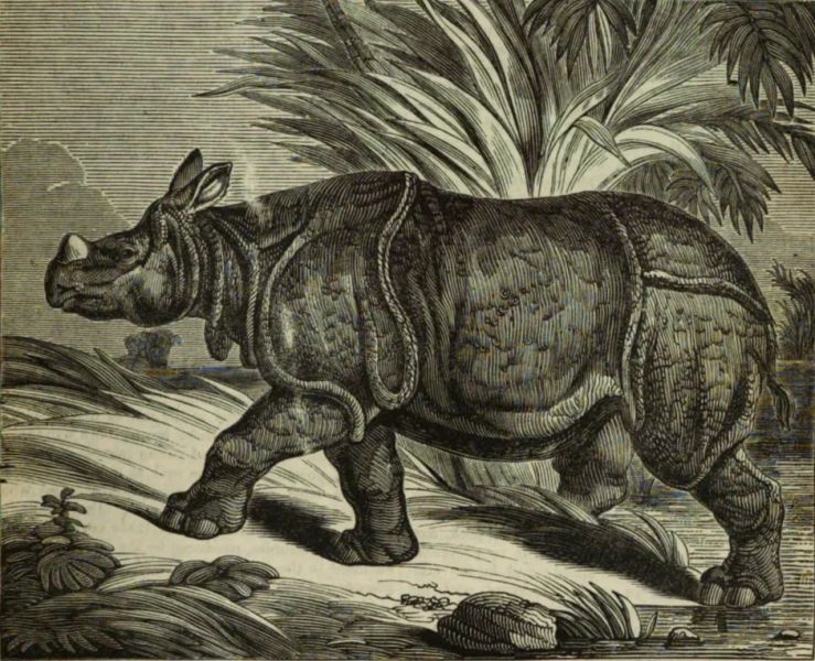 Two British Artists Sketched a Wild Rhino in Uttarakhand in 1789!