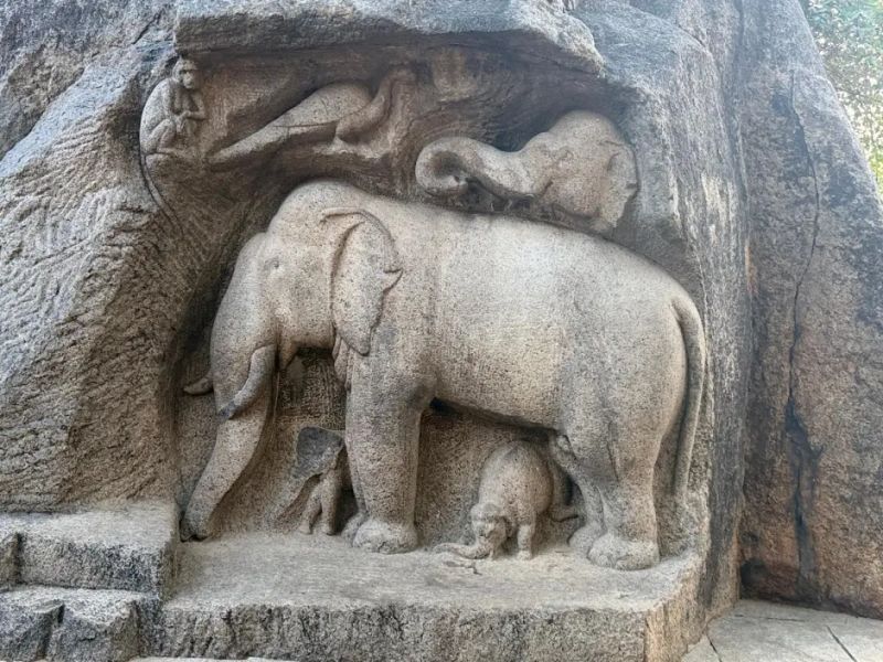 When the Forest Becomes a Dump: What Plastic Is Doing to India’s Elephants — and What It Could Soon Mean for Us