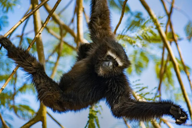 A Gibbon Crosses a Bridge, and a Post-Mortem Goes Unanswered: Two Wildlife Notes from May