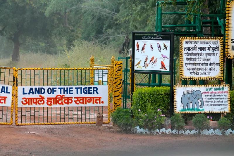 Maharashtra Signs 11 Tiger Conservation Deals, With Airbnb and Tata Among the Names