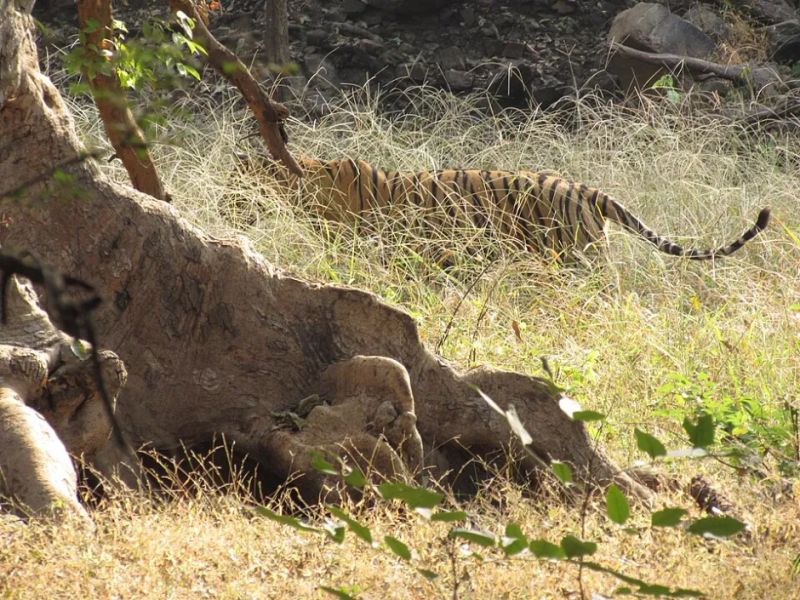 The Runaway Tigress of Similipal Has Four Cubs Now