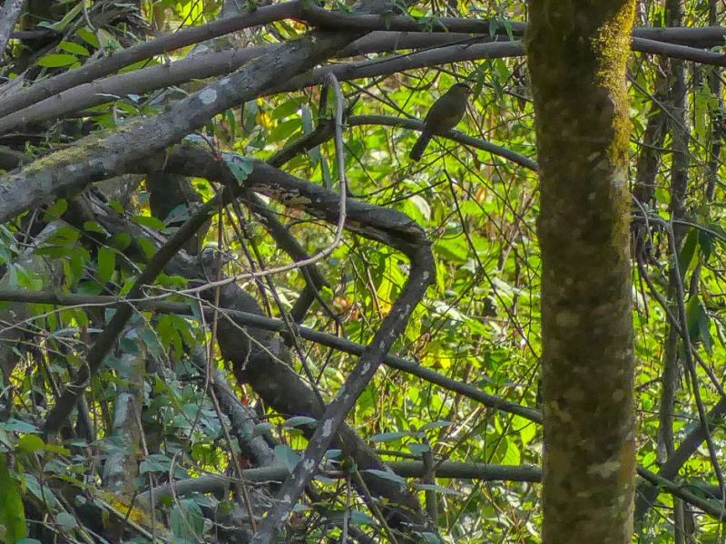 Jungle Stories: Indian Wildlife Documentaries — Northeast India and the Green Hub Generation
