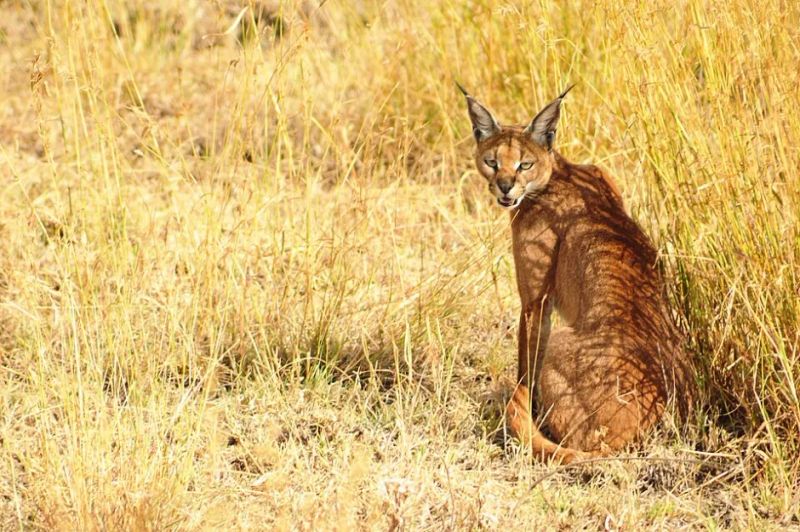 A Caracal at Kuno: What the Camera Trap Caught — and What It Means