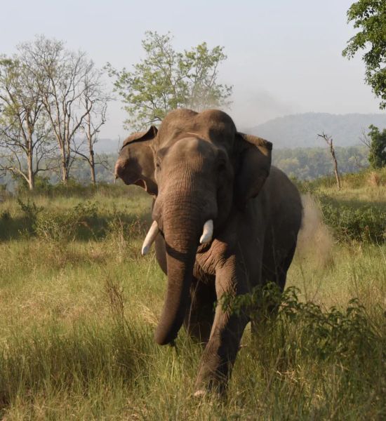 WII Maps India’s Worst Elephant Conflict Hotspots, State by State