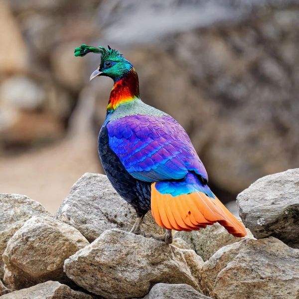 Even the Himalayan Monal Has to Raise Its Voice Over Chopta’s Crowds
