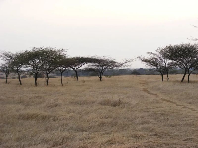 No More ‘Wastelands’: Maharashtra’s New GR Puts Grassland and Wetland Protection in Writing