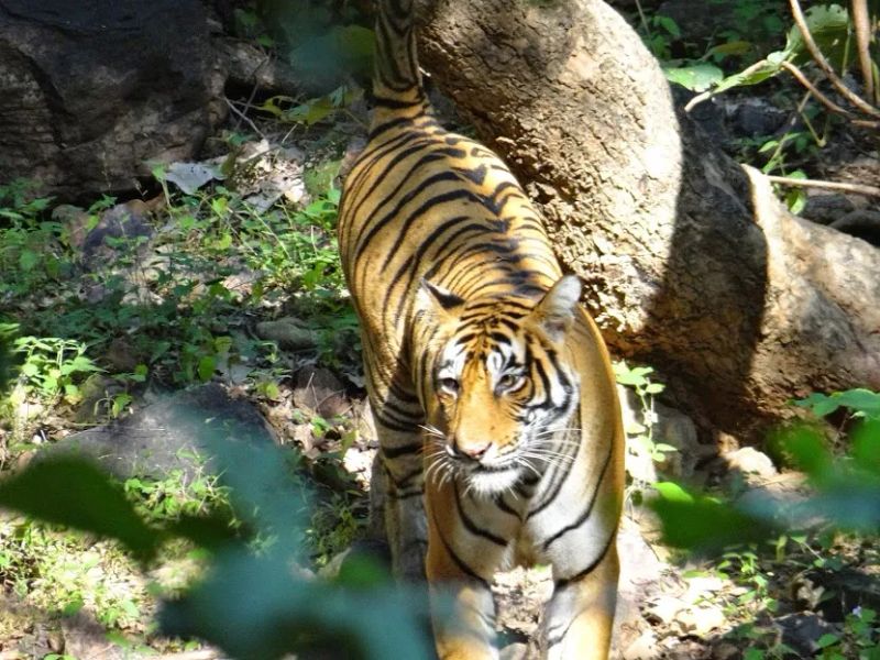 On The Tiger Beat