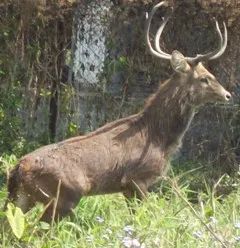 The Sangai: Manipur’s Dancing Deer, and the Two Counts That Don’t Agree