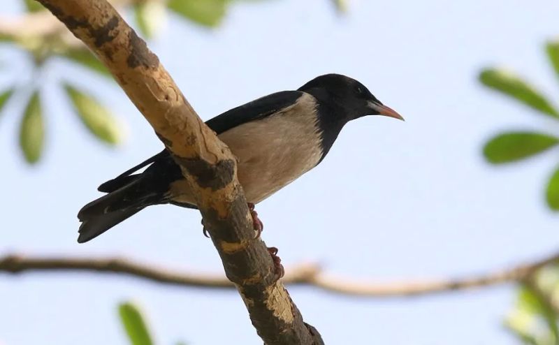 Delhi Has 471 Bird Species — Making It the Second-Richest Capital in the World for Avian Diversity