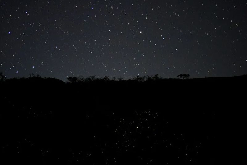 Before the Rains: India’s Fireflies Are Putting On Their Annual Show — and Scientists Just Counted Them for the First Time