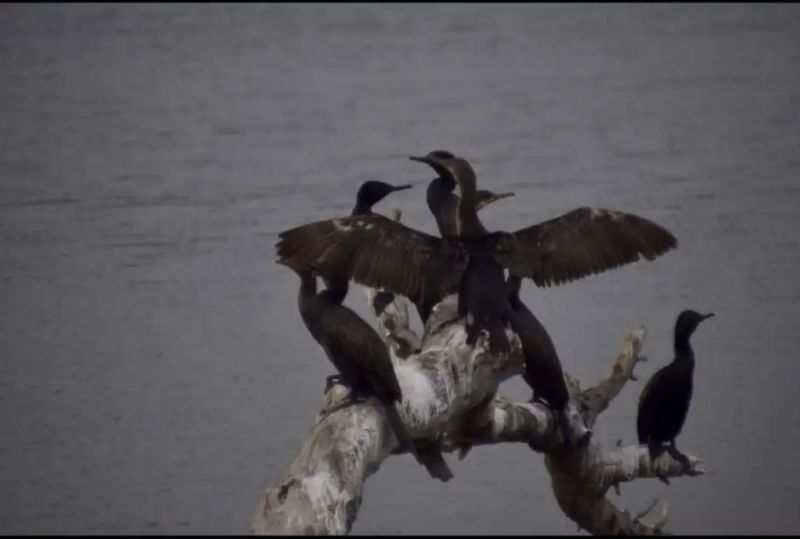 Jaipur’s Expanding Edge Puts Pressure on Barkhera’s Migratory Bird Habitat