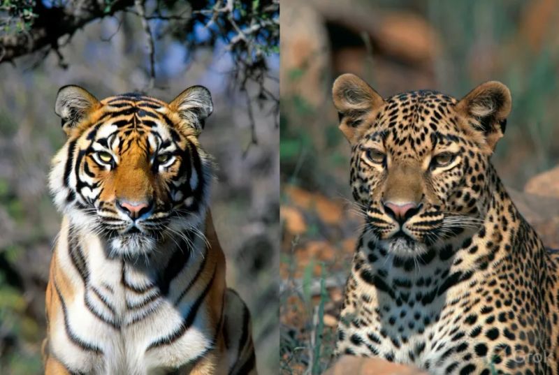 India’s Tiger and Leopard Toll So Far in 2026, Two Days Before International Tiger Day