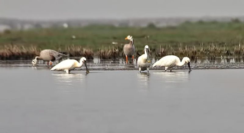 Jungle Stories: Indian Wildlife Documentaries — East India and the Islands