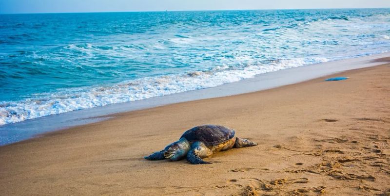 An Odisha Turtle With a Satellite Tag Clocked 6,719 Km in 271 Days