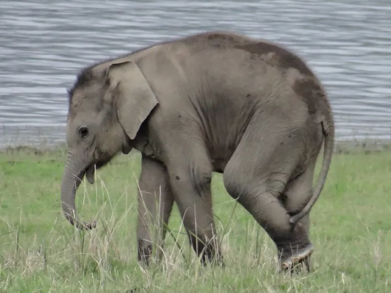 Fishers, Forest Staff and a Barrage Gateman Win Awards for Saving a Teesta Elephant Calf