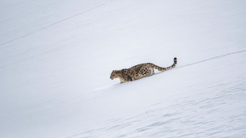 Ladakh Rolls Out India’s First High-Altitude Snow Leopard Safari!