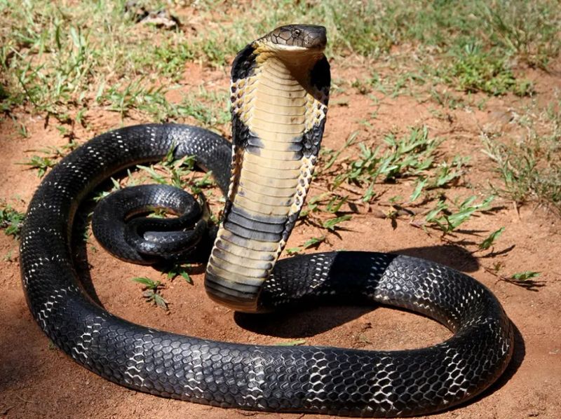 The Shot That Harms: India’s Snake Photography Boom Is Coming at a Cost