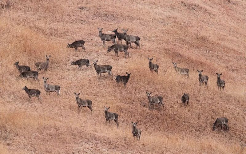 The Hangul: Kashmir’s Stag at the Edge of Extinction — and the Long Road Back